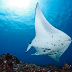 Manta ray in the Maldives