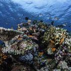 Coral reef in South Mele Atoll, 