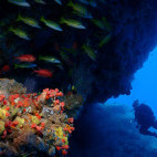 Coral reef and diver in Dhigurah, Maldives. Image by Mette Ellis