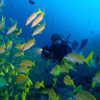 Diver in Dhigurah, Maldives. Image by Uta B.D.