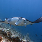 Manta ray in Dhigurah, Maldives. Image by Uta B.D.