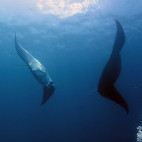 Manta ray pair in Dhigurah, Maldives. Image by Uta B.D.