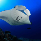 Manta ray in the Maldives