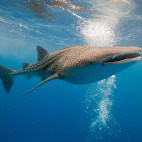 Whale shark in the Maldives