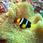 Clark's anemonefish or yellowtail clownfish (amphiprion clarkii) in the Maldives