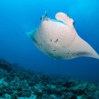 Manta ray in the Maldives.