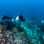 Manta ray in the Maldives.