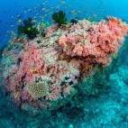 Coral reef in the Maldives.