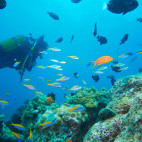 Coral reef in the Maldives