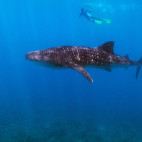 Whale shark in the Maldives