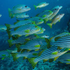 Striped snapper in the Maldives
