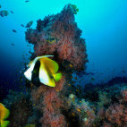 Masked bannerfish in the Maldives