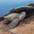 Green sea turtle.