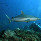 Grey reef shark in the Maldives
