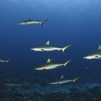 Grey reef sharks.