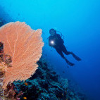 Gorgonian sea fan and diver near  Innahura Resort in the Maldives