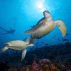 Hawksbill turtle near  Innahura Resort in the Maldives