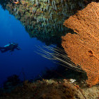 Gorgonian sea fan in the Maldives.