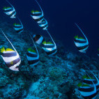 Bannerfish in the Maldives.