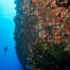 Coral wall in the Maldives.