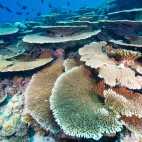 Coral reef in the Maldives.