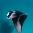 Manta ray in Hanifaru Bay, the Maldives.
