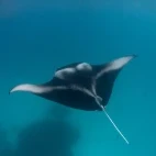 Manta ray in Hanifaru Bay, the Maldives.