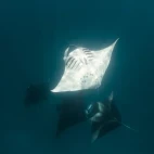 Manta ray in Hanifaru Bay, the Maldives.