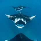 Manta ray in Hanifaru Bay, the Maldives.