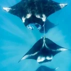Manta ray in Hanifaru Bay, the Maldives.