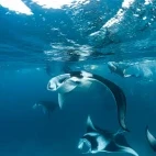 Manta ray in Hanifaru Bay, the Maldives.