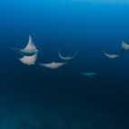 Ray mobula in the Maldives