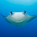 Reef manta.