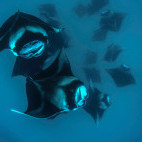Manta rays at Hanifaru, the Maldives.