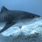 Tiger shark.