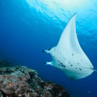 Manta ray near Vilamendhoo Island Resort, Maldives