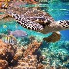 Turtle near Vilamendhoo Island Resort, Maldives