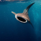 Whale shark in Dhigurah, Maldives. 