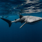 Whale shark in Dhigurah, Maldives.