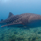 Whale shark in Dhigurah, Maldives. Image by Mette Ellis