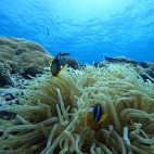 Anemonefish in Oman.