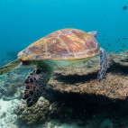 Green turtle in Oman.