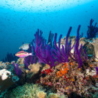 Coral reef and goat fish in Oman