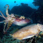 Cuttlefish in Oman