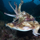 Cuttlefish in Daymaniyat Islands, Oman