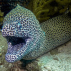 Moray eel in Daymaniyat Islands, Oman