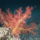 Soft coral reef in Daymaniyat Islands, Oman