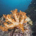 Soft coral in Daymaniyat Islands, Oman