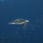 Green turtle in Daymaniyat Islands, Oman