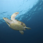 Hawksbill turtle in Daymaniyat Islands, Oman